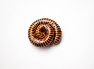 Beautiful red millipede rolled into a circle isolated on white background .