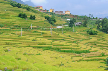 Landscape of golden rice terraced field in harvest season at Sapa in vietnam