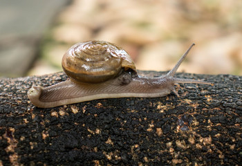 Close up of snail or slug is crawling on rough bark,Cryptozona siamensis.