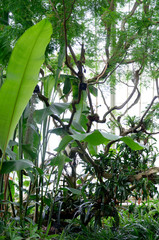 Jardin tropical Londres