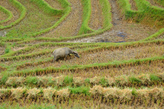 Landscape of golden rice terraced field in harvest season at Sapa in vietnam