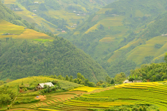Landscape of golden rice terraced field in harvest season at Sapa in vietnam