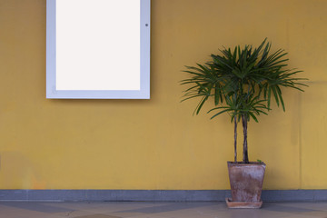 Yellow walls and potted plants