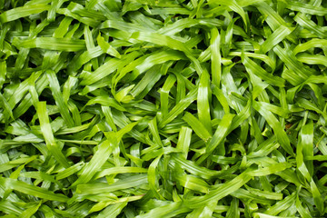 Fresh and green tropical carpet grass for background.