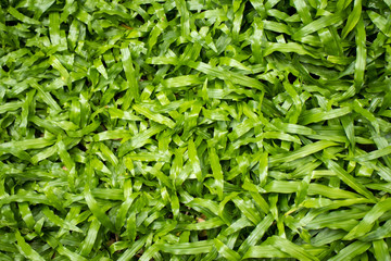 Fresh and green tropical carpet grass for background.