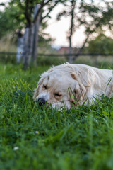 A retriever sleeping in the garden