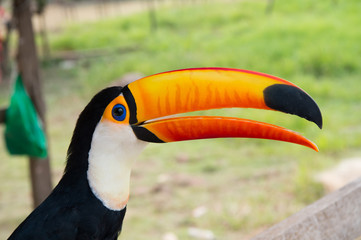 Toucan bird in boca de valeria, brazil. Toco toucan on nature. beautiful toucan bird with orange beak. toucan in wildlife. Travel to Latin America. Hello summer
