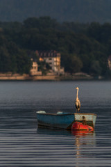 Fototapeta na wymiar Stork standing on a boat at a lake (Jezero Modrac, Prokosovici, Bosnia)