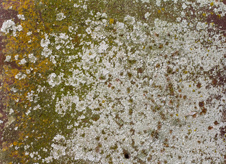 old rusty metal covered with fungus