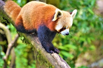 Himalayan Red Panda