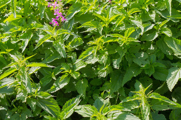 dense thickets of the village of nettle