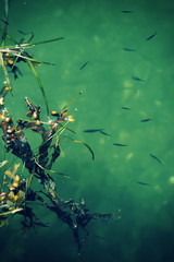 Eindrücke von der Ostseeküste zwischen Kappeln und Falshöft