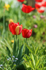 Tulpen