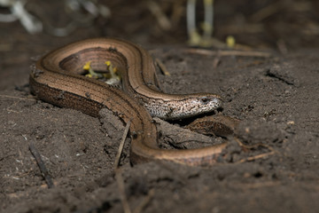 Slow Worm (Anguis fragilis)/Slow Worm discovered under refugia
