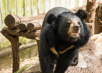 Asian black bear,Ursus thibetanus.