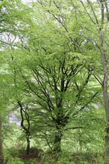 Obraz premium Nature Woodland Landscape Background