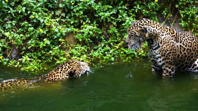 Slow-motion of Two jaguar playing and swimming in pond