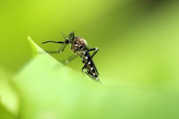Asiatische Buschmücke