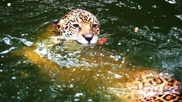 Slow-motion of Two jaguar playing and swimming in pond