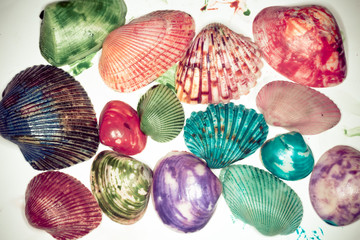 seashell color painted - Group of colorful seashells arranged together -  Awesome colorful seashells - Beautiful seashells  pattern texture