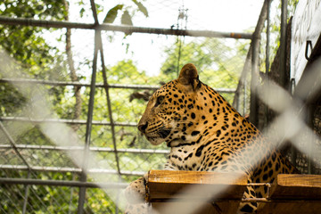 Close up of resting yellow leopard in the zoo.