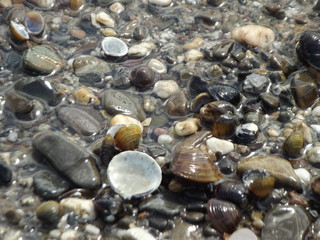 Muscheln