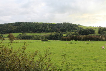 Fototapeta premium Countryside Landscape Background