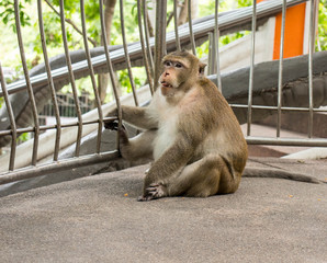 A funny and cute fat monkey is sitting on the ground.