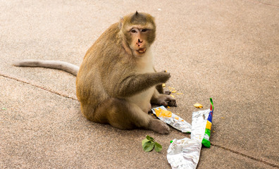 Funny shot of fat monkey who is eating an human snack.