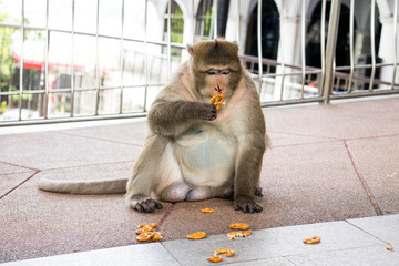 Funny shot of fat monkey who is eating biscuits.