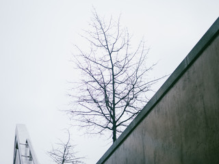 Dry tree behind a wet concrete wall against gray winter sky. Connection between natural and man made concepts
