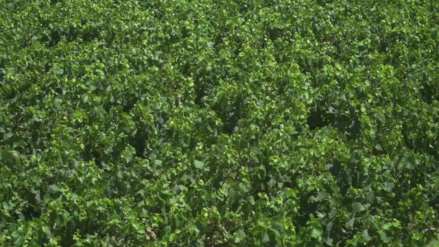 Large vineyard for wine mass production in the Languedoc region in southern France