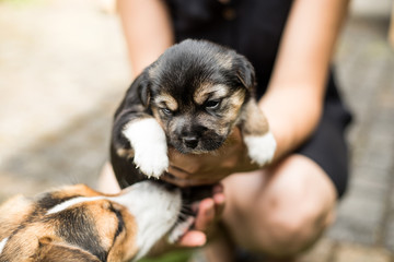 dog puppy in the garden