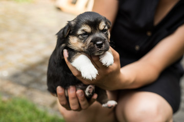 dog puppy in the garden