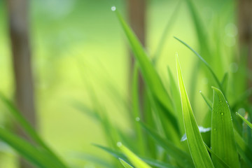 Blätter mit Tropfen © Eileen Kumpf