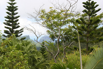Dschungel mit Blick aufs Meer