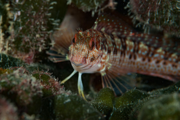 Ringneck blenny Parablennius pilicornis