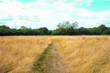 A path through a field on long grass