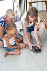 Children play with kittens