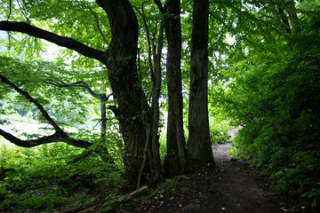 Naklejka premium Three Trees