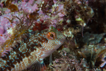 Ringneck blenny Parablennius pilicornis