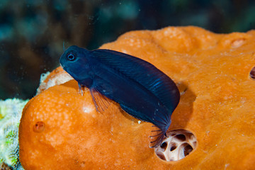 Black blenny Atrosalarias fuscus