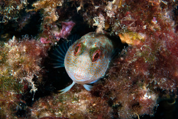 Ringneck blenny Parablennius pilicornis