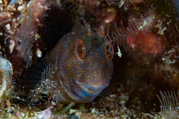 Ringneck blenny Parablennius pilicornis