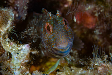 Ringneck blenny Parablennius pilicornis