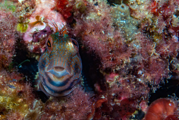 Ringneck blenny Parablennius pilicornis