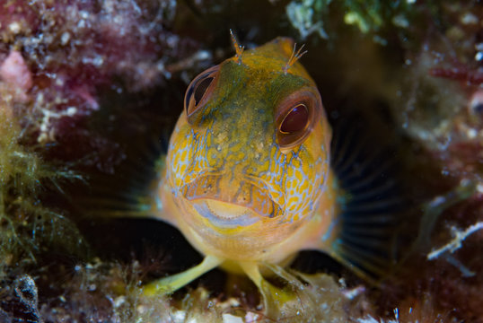 Ringneck blenny Parablennius pilicornis