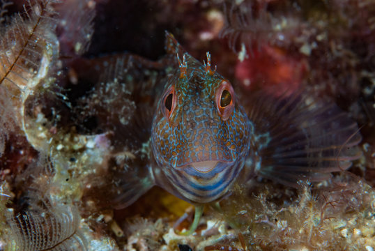 Ringneck blenny Parablennius pilicornis