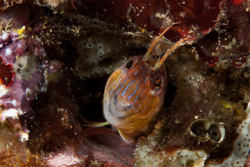 Ringneck blenny parablennius pilicornis