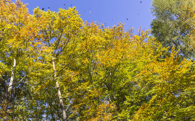 Autumn in the forest